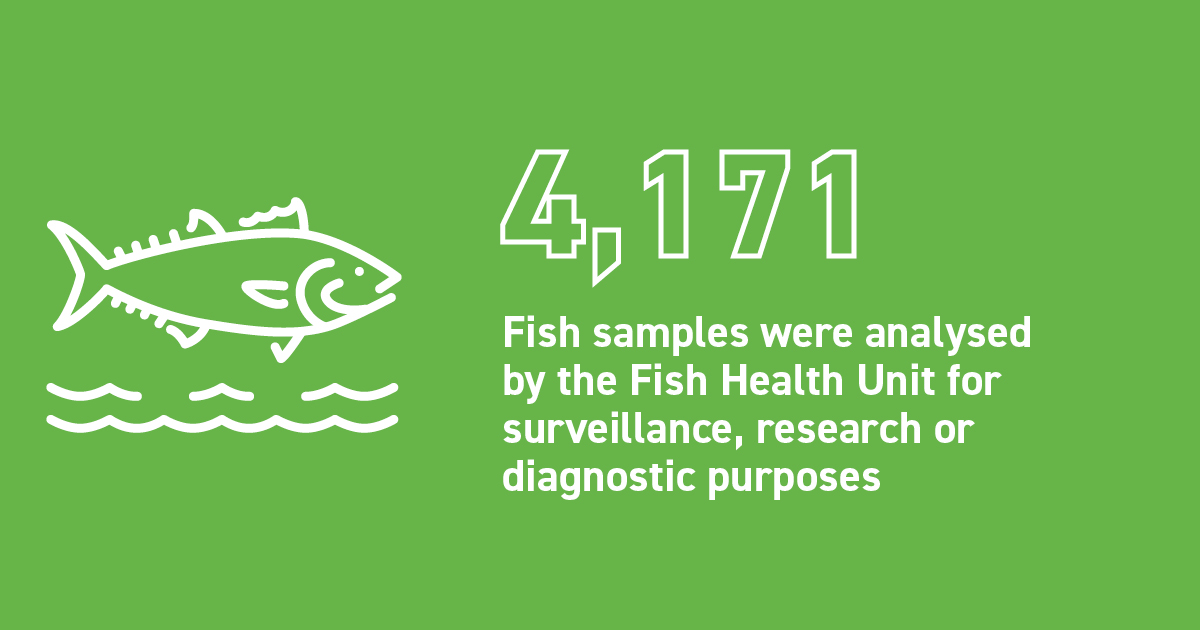 📘 Year in Review 2023 👏 4,171 fish samples were analysed by the Fish Health Unit for surveillance, research or diagnostic purposes during 2023. For more on this and other key achievements, visit 👉 oar.marine.ie/handle/10793/1… #MarineInstitute #Science #Research #Marine