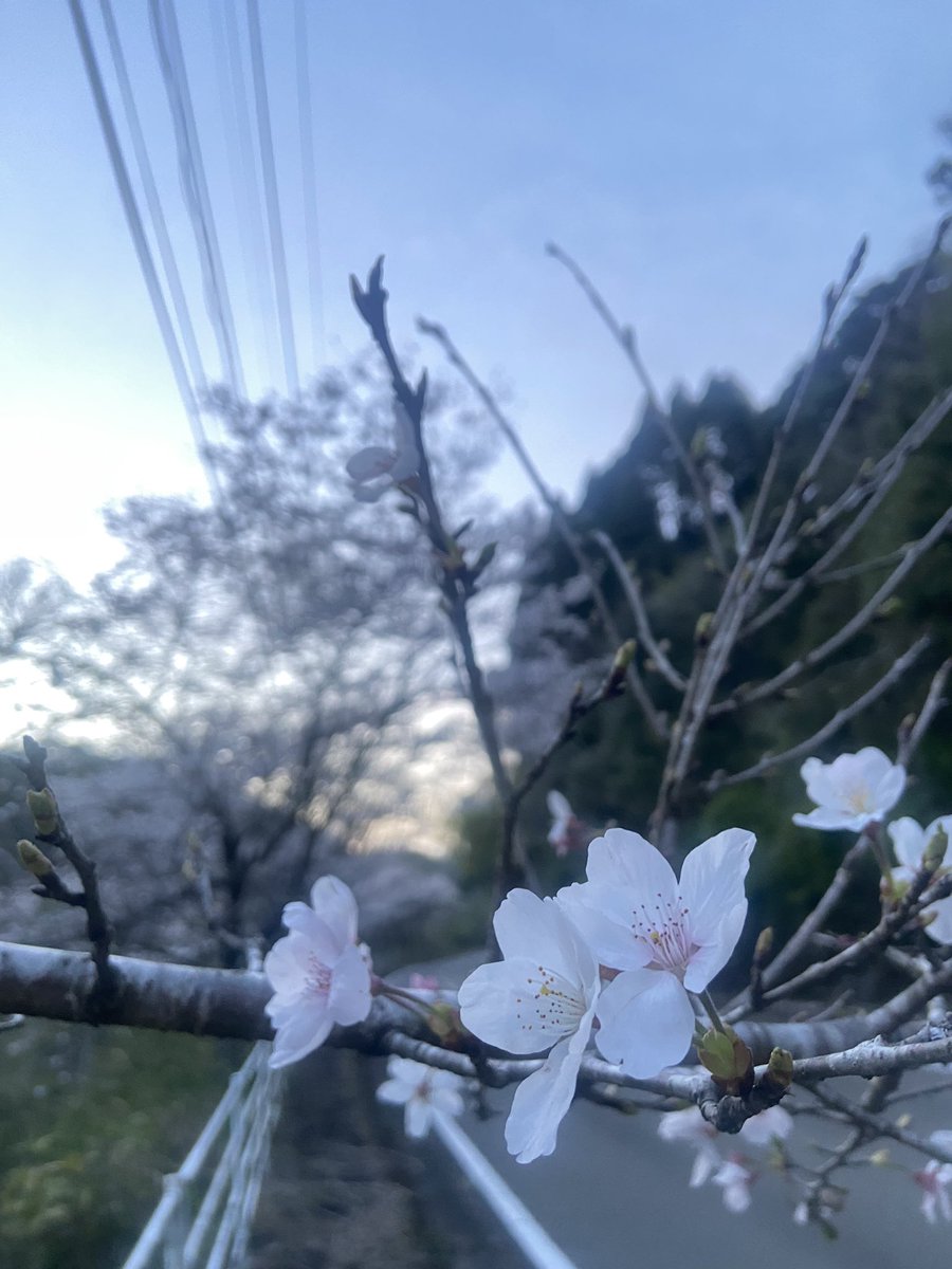 僕の地元にも春が来ております