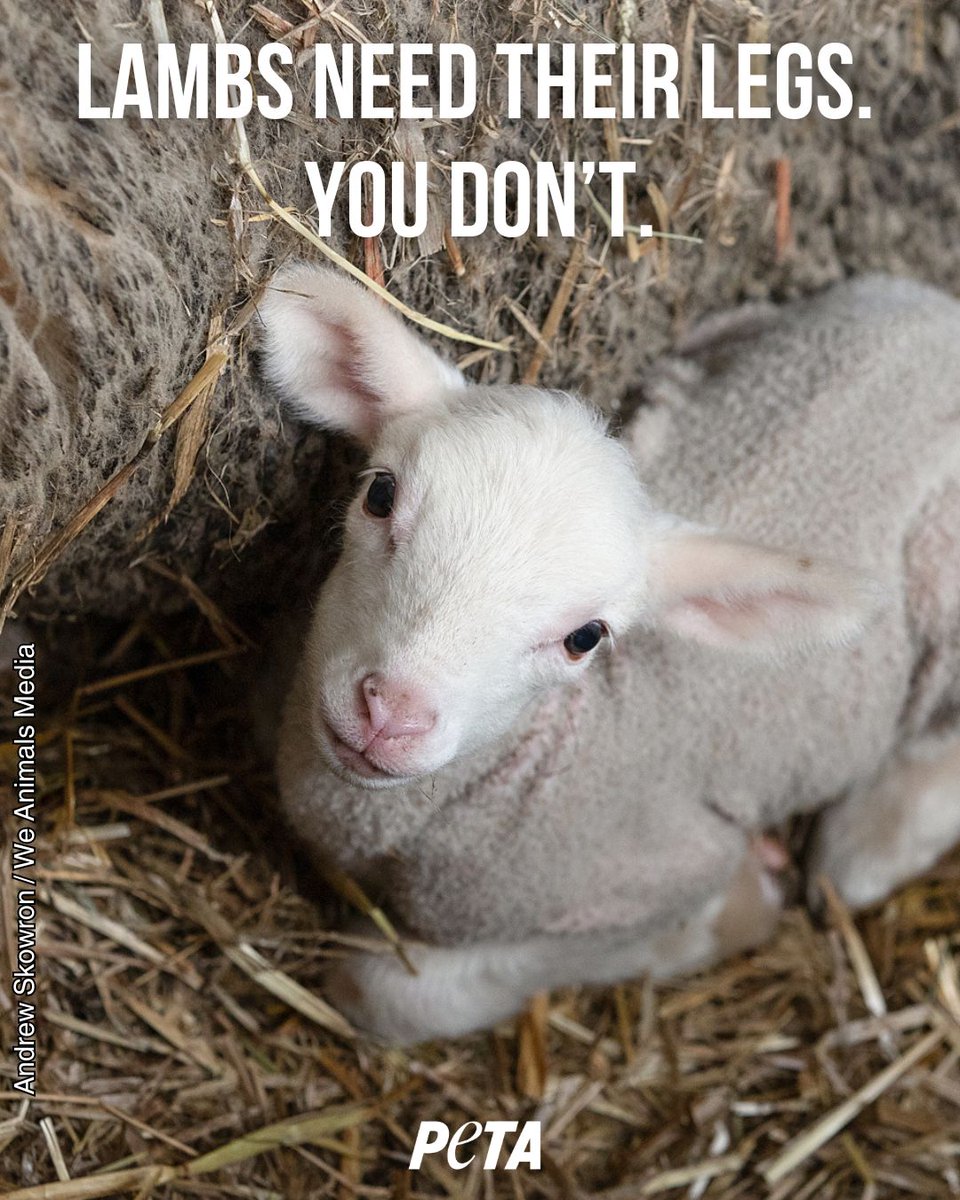 Don't let your #Easter feast cost a little lamb their life.