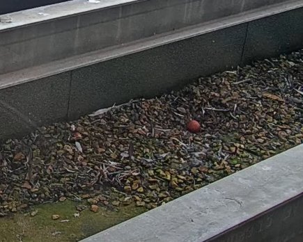 Sutton Peregrines. Great news! We have our first egg this year! She doesn't appear to have laid in the first images at 07.06 and 07.20. The camera was then off her until 07.25 when her position had changed and she revealed the egg, and I think that's when it had just been laid.