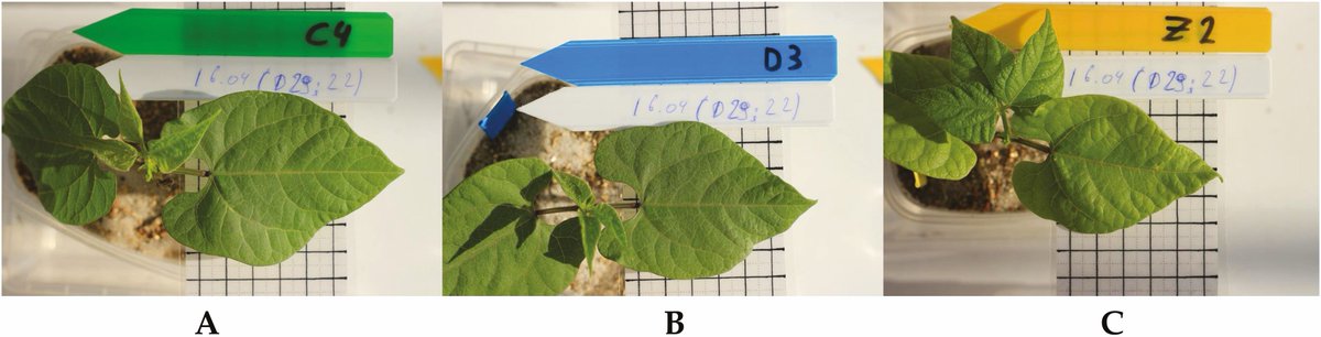 ♻️ Impact of drought and salt stress on galactinol and raffinose family oligosaccharides in common bean (Phaseolus vulgaris) by Ramon de Koning and co-authors. Full #openaccess 👉 bit.ly/3KsgtKw #PlantScience