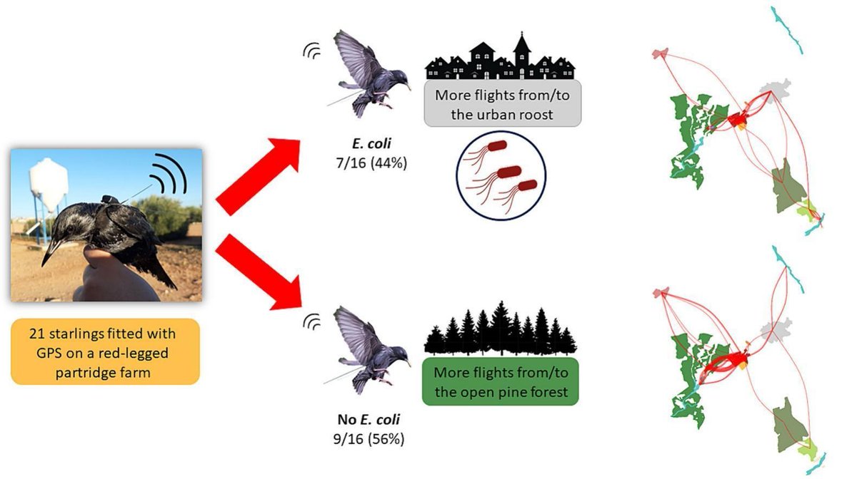 Movement ecology and pathogen dispersal: GPS tracking of spotless starlings caught at a farm showed spatial networks and roost sites differ between birds that do or do not carry E. coli and antibiotic resistance #AMR @STOTEN_journal @ebdonana @sibecol sciencedirect.com/science/articl…