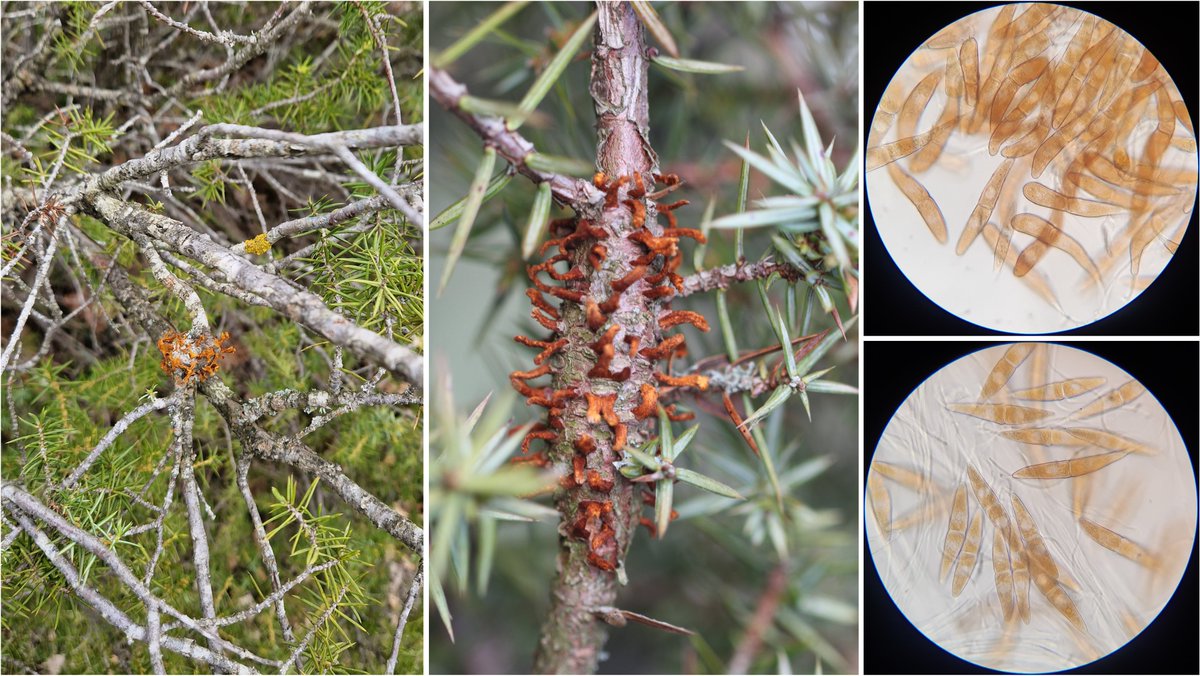 wheatpath's tweet photo. Dry 'telial horns' of #Gymnosporangium clavariiforme on common juniper (#Juniperus communis), here with 95-115 x 16-18 μm teleutospores (La Salvage, FR). https://t.co/pcim5q7VOa