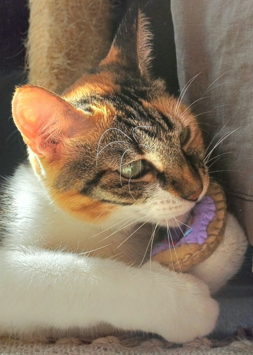 kitcatpuzzle's tweet image. 😸💕🍩✨️

#catniptoys #catlife #caturday #catantics #catsplaying 

instagram.com/p/C5Im-mvIWbI/