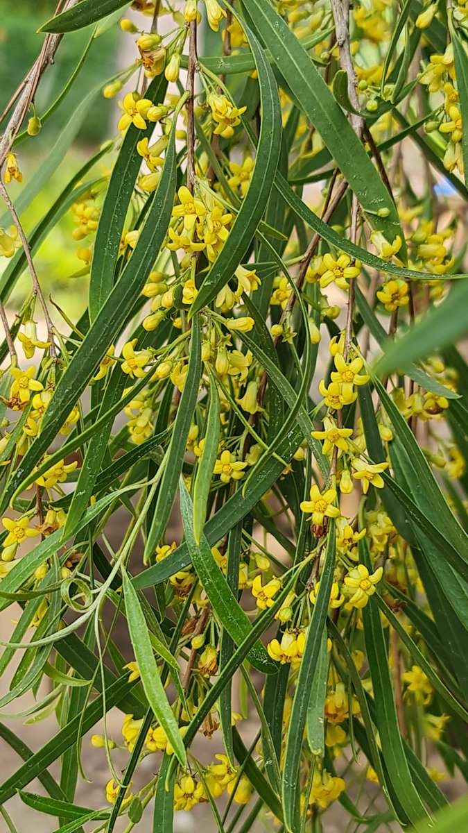 Che il profumo di questi fiori primaverili, giunga a voi come messaggero di pace e serenità.
#BuonaPasqua
(nella foto pittosforo pendulo - Pittosporum phillyraeoides)
#GiardiniHanbury