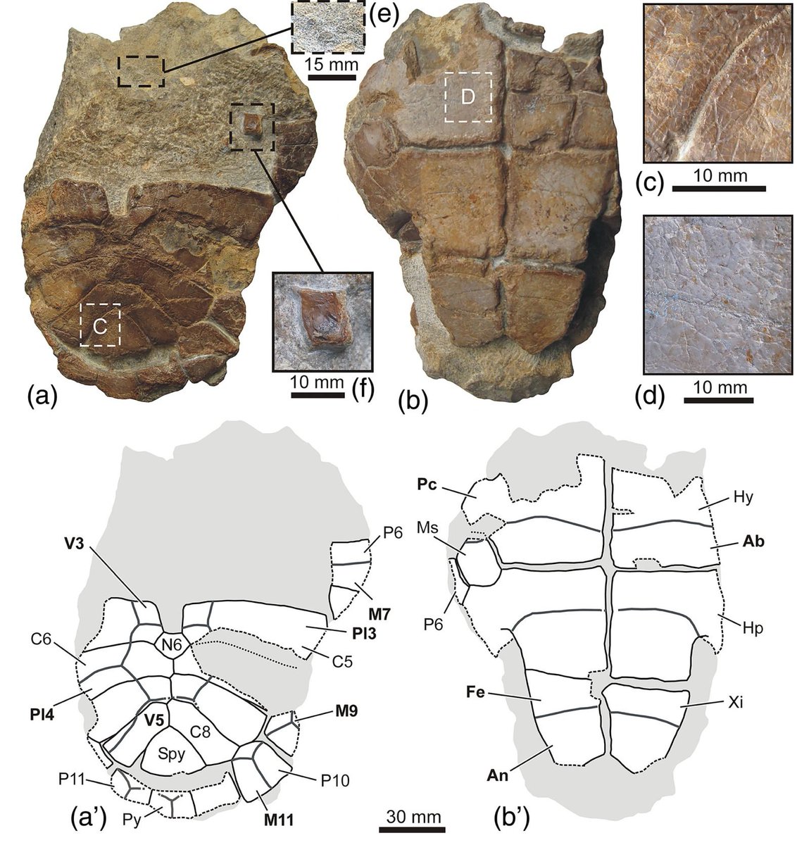 Pedro Mocho 🏳️‍🌈🦕 tweet media