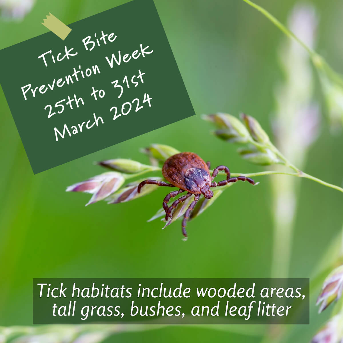 Tick habitats are diverse - from wooded areas and long grass to bushes and  leaf litter. Stay cautious and take precautions to prevent encounters. Your awareness is key! #TickPrevention #StayVigilant #TickHabitats #OutdoorSafety #StaySafeOutdoors