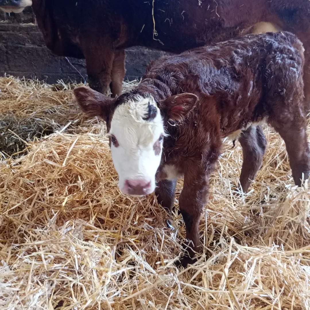 3/5 calved in <24hours (obviously when I was on shift in ED) 👍 One last week and one to go 🤞 
#farminguk #beef #sucklers #herefordX
