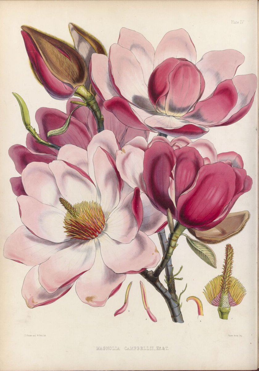 If you are quick, you might just catch the magnolias in bloom in the Gardens – a sign that Spring is on the way! This illustration of Magnolia campbelli is from the book ‘Illustrations of Himalayan plants’ (1855), and is by the prolific illustrator Walter Hood Fitch. #magnolias