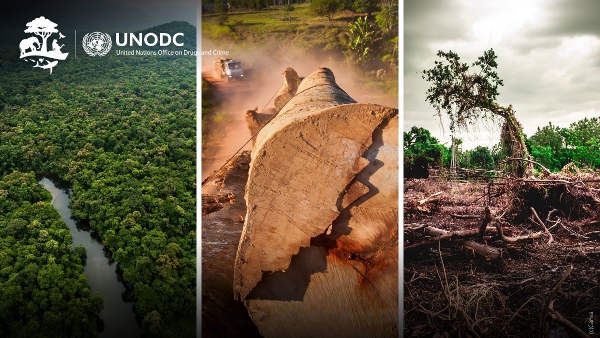 On estime que l'exploitation forestière illégale représente 10-30% du commerce mondial 🌏 du bois. Les crimes contre la faune & la flore amplifient le changement climatique, détruisent les puits de carbone que sont les forêts, perturbent l'équilibre des 🌊. #EndWildlifeCrime