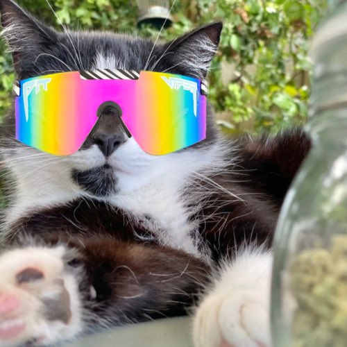 MOG LOOKS READY TO EXPLODE 
😹🫵 😹🫵 😹🫵 😹🫵 😹🫵 😹🫵 😹🫵 😹🫵 😹🫵 😹🫵 😹🫵 😹🫵 😹🫵 😹🫵 😹🫵 😹🫵 😹🫵 😹🫵 😹🫵 😹🫵

<a href="/MogCoinEth/">MOG COIN</a>