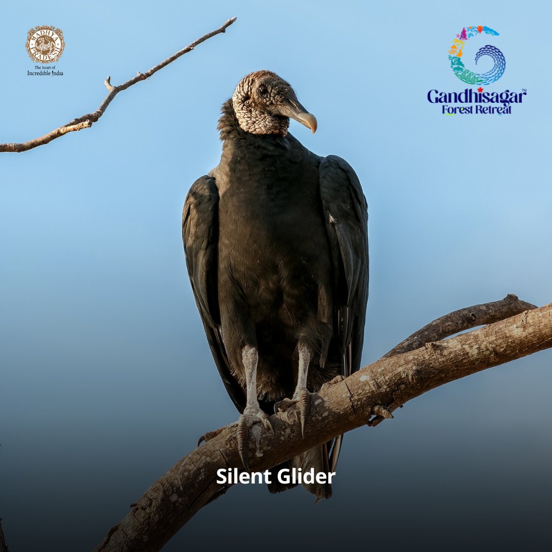 Witnessing the power and grace of a vulture.

#vulturewatching #vultures #birdwatching #birdphotography #vultures #wildlifeindia #wildlifephotography #birdwatching #majesty #incredibleindia #jungleretreat #ecotourism #junglesafari #safariadventures