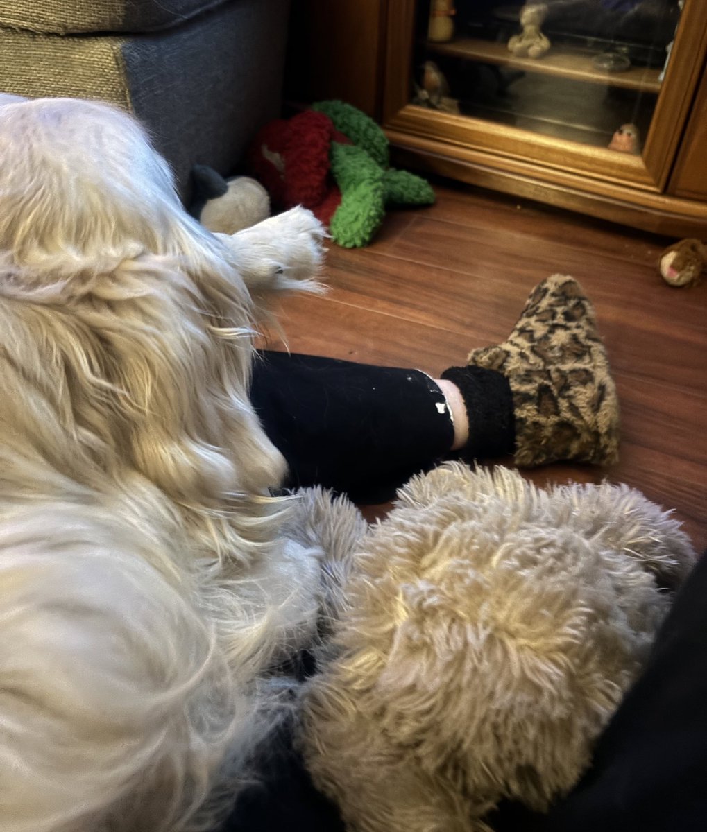 Mum was sitting with me, her left leg is the sore one with her MS, I thought I’d help her! I sat on said left leg, then dangled my leg over her knee to make her feel better. She did say ‘ouch’ a lot but I think it helped 😊 #GoldenRetrievers #love #dogs