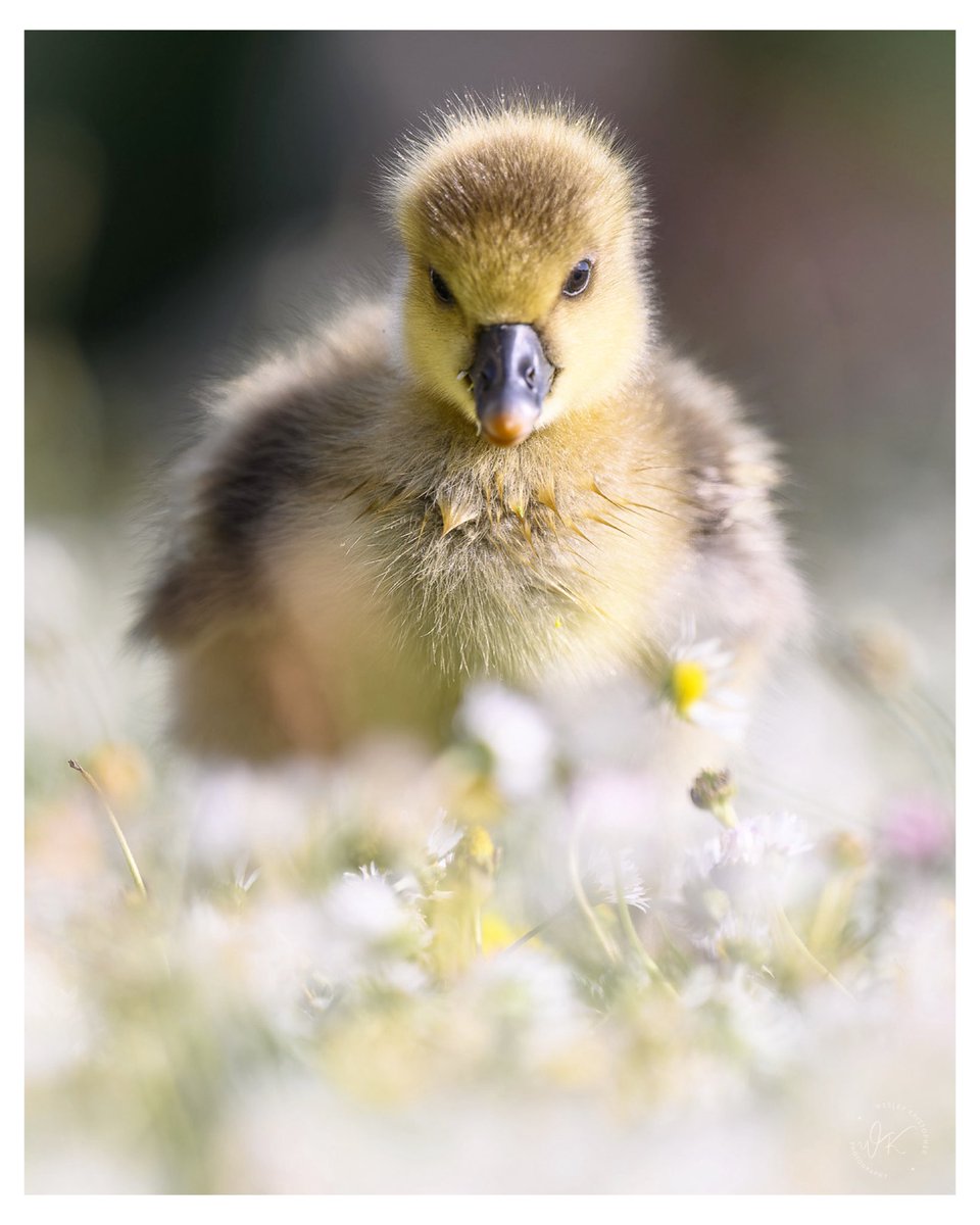 Searching for those Easter Eggs 🍫 Enjoy your bank holiday long weekend! @UKNikon Nikon Z6II Nikkor Z 70 - 200 S