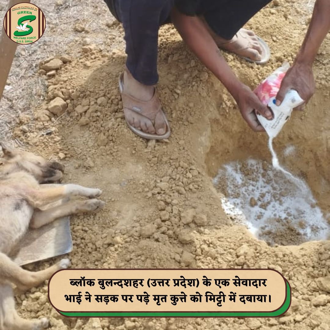 GreenSwelfares's tweet photo. Shah Satnam Ji Green 'S' Welfare Force Wing volunteers took to the roads, not only cleaning them but also respectfully burying deceased animal they found, ensuring safer pathways for everyone. Their dedication to safety and compassion is truly inspiring. #AnimalWelfare #RoadSafety #DeraSachaSauda
