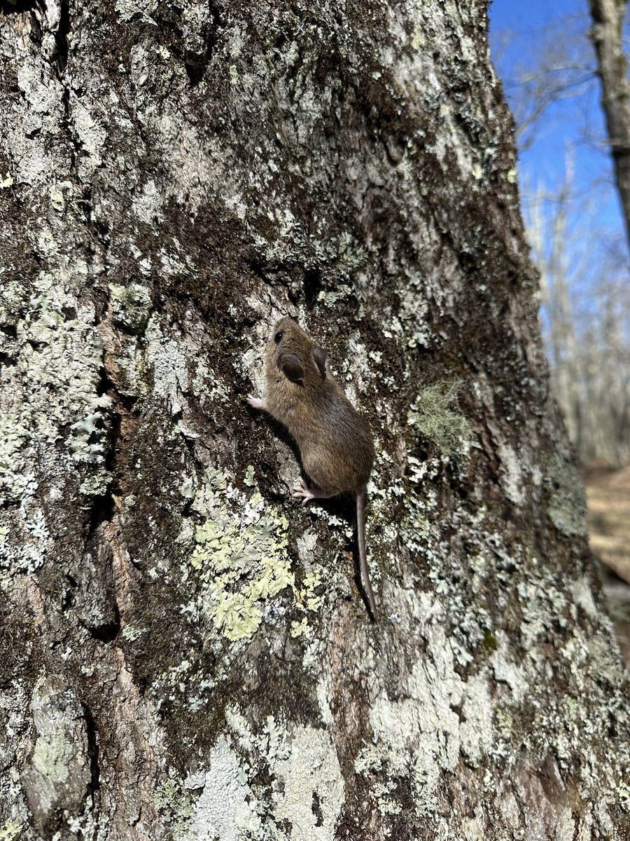 Olivia Chapman (@oliviachapmn) on Twitter photo Successful trapping trip for my dissertation <a href="/MLBS_UVA/">Mountain Lake Bio St</a> last week! The mice were running! Successful trapping trip for my dissertation <a href="/MLBS_UVA/">Mountain Lake Bio St</a> last week! The mice were running!