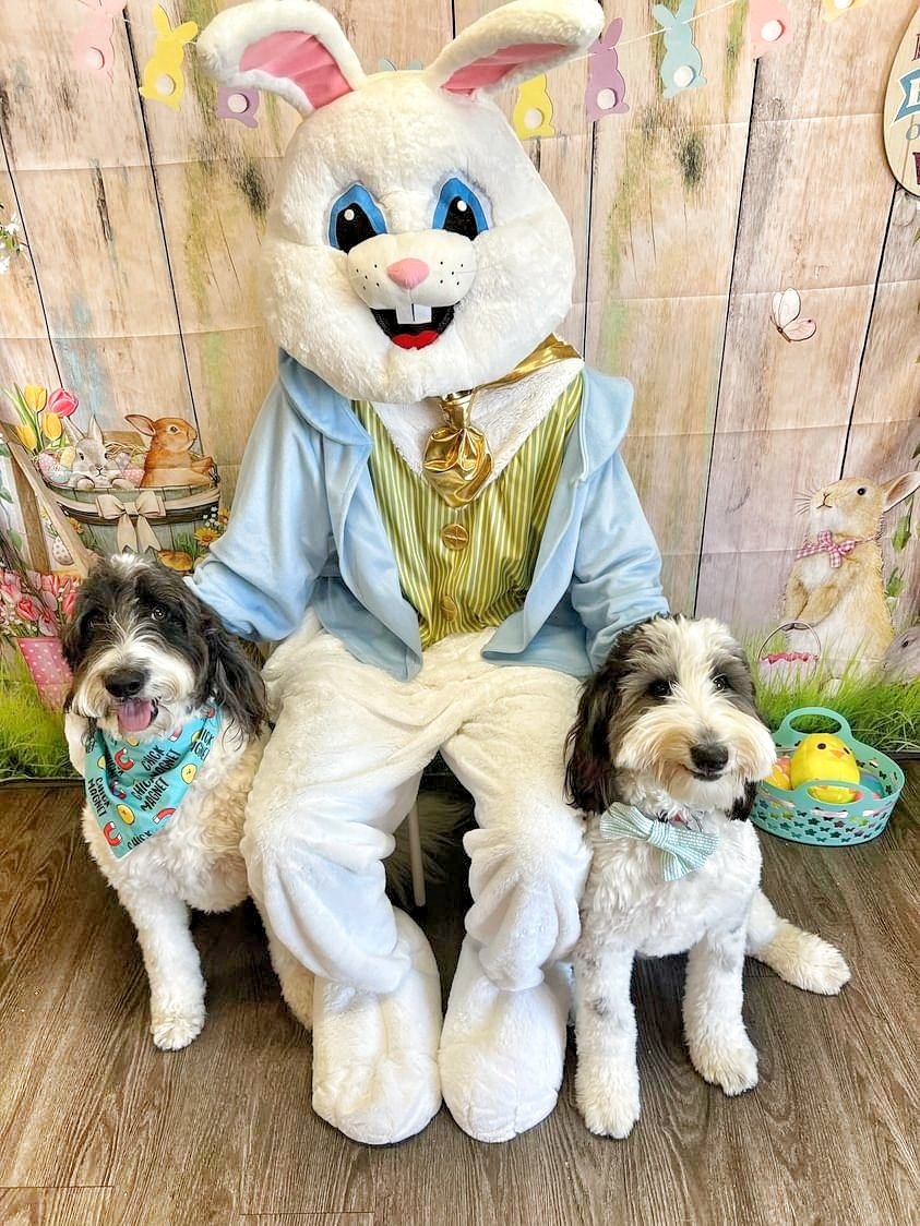 Here's our pic with the Easter bunny! 🐰 #Easter #dogsoftwitter #DogsOfX