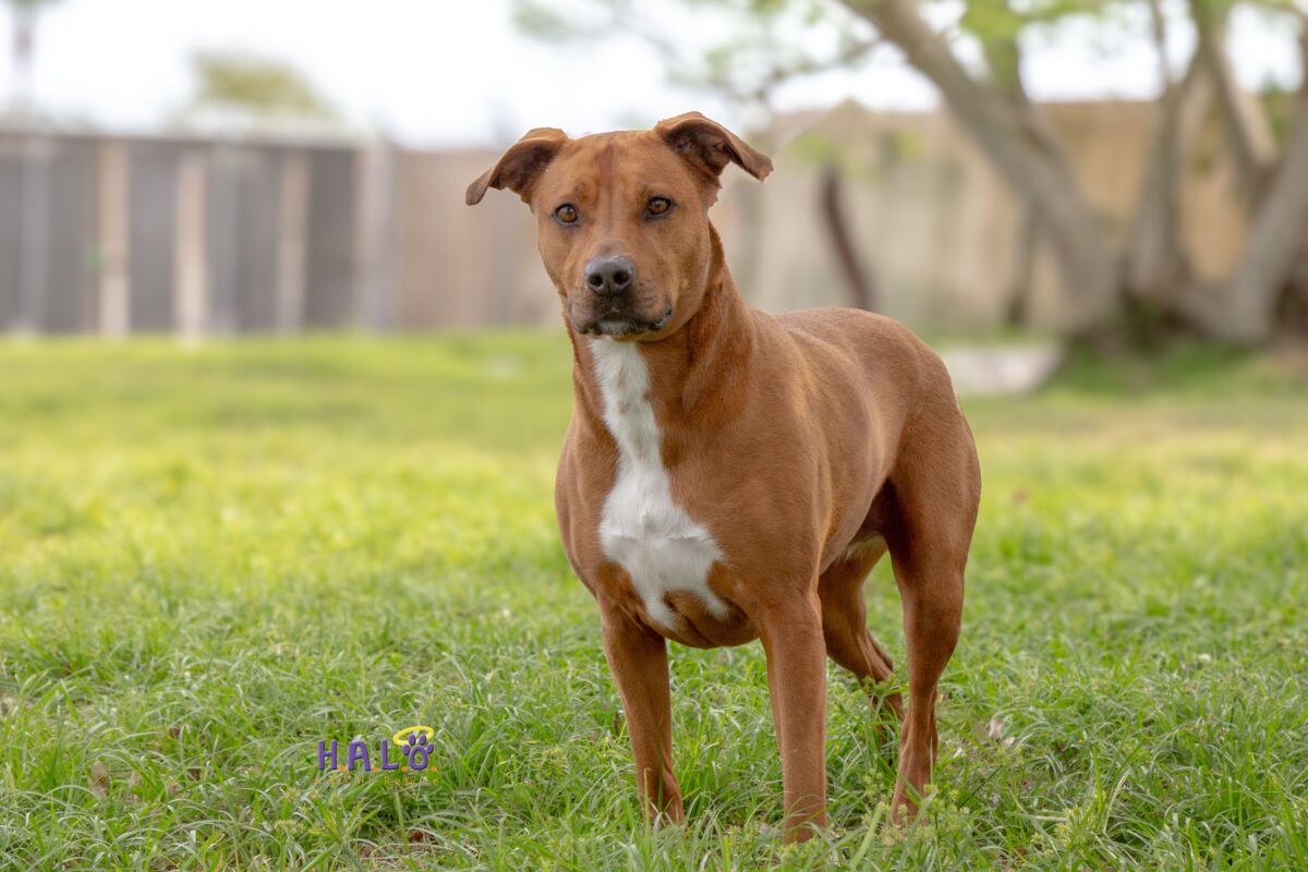HALO_Rescue's tweet photo. Cynn! I love everything &amp; everyone, very well mannered &amp; a good listener! I love a good snooze on the couch, playing fetch, zoomies &amp; going to the park! I'm very food  motivated &amp; super smart. House trained, good w/kids, dogs, cats. https://t.co/pgsPKTeZta

#DogRescue #VeroBeach https://t.co/mykaa1V8Wd