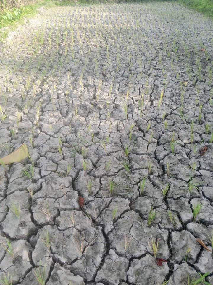 Barangay Paitan, Escalante City, Negros. 

Hindi na lumaki at matutuyo na ang mga palay dahil sa tagtuyot. Humihingi ng ayuda ang mga magsasaka.

#ElNinoPH 
#MarcosPalpak
#MarcosPesteSaMagsasaka
#AyudasaBiktimaNgElNino