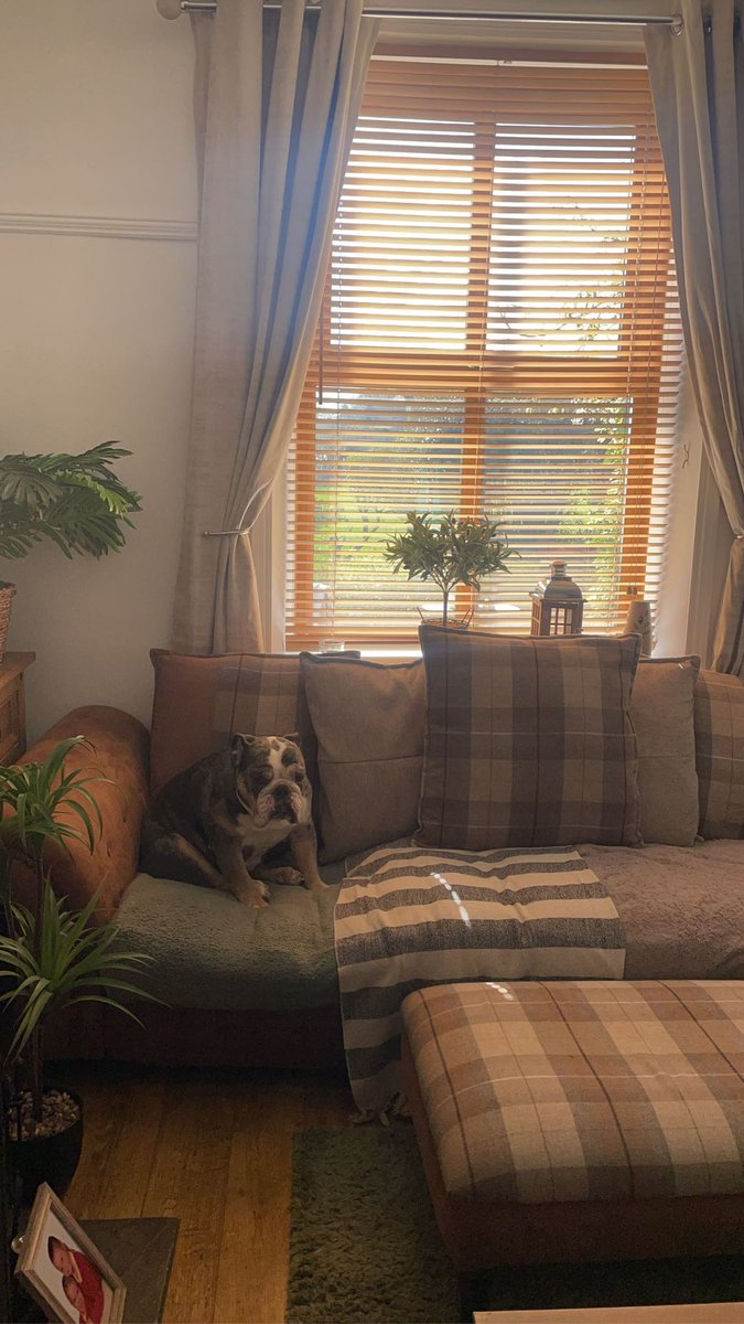 Happy Saturday pawfwends! I am happy inside honestly 😨🐾❤️ #Saturday #easter #bulldog #fyp #dogsofx