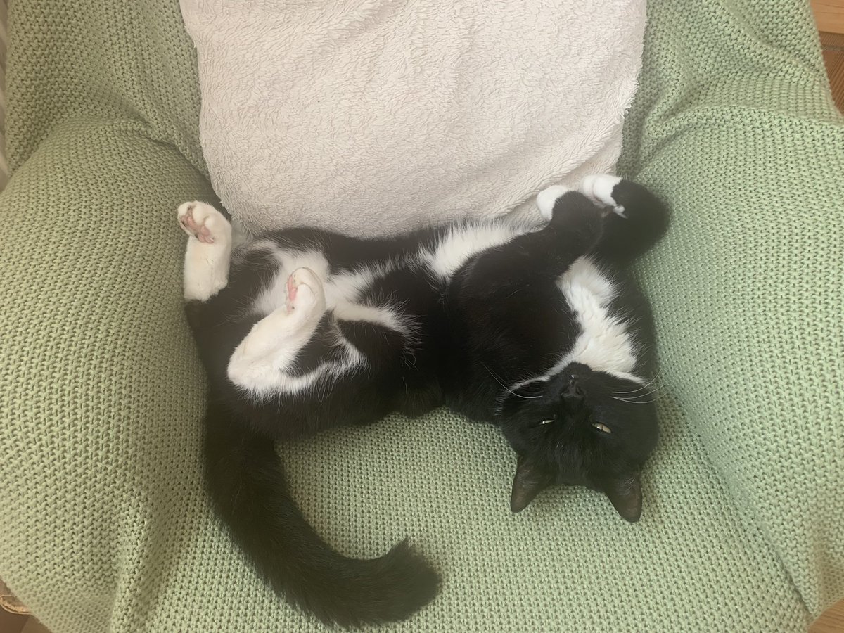 middletonwrites's tweet photo. It’s a hard life https://t.co/SFPsnPzayF