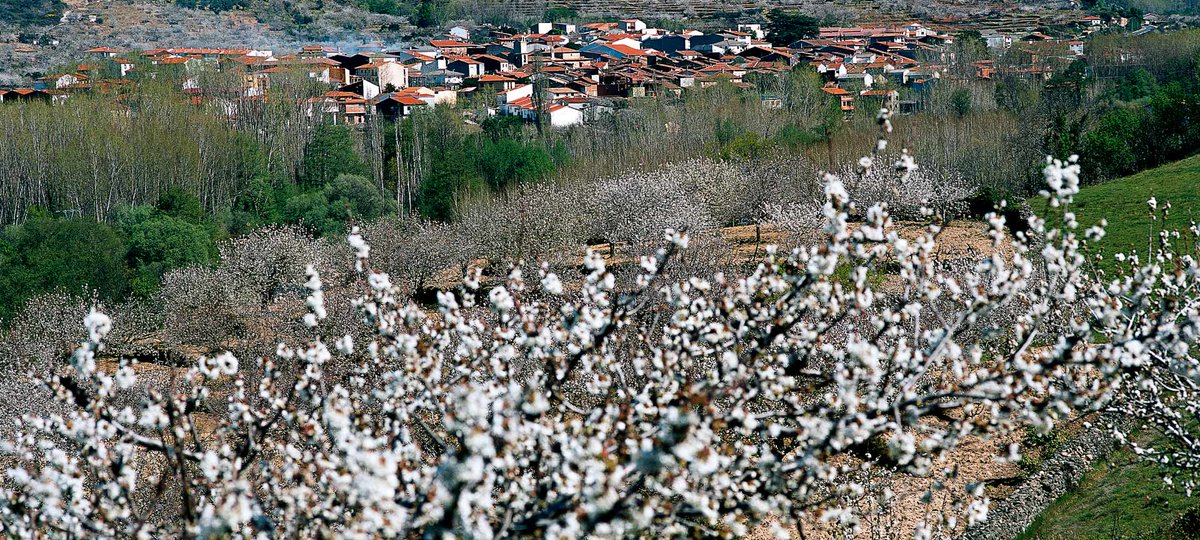 Experience the breathtaking Cherry Blossom Festival in the Jerte Valley, #Extremadura! 💮 Witness the hills transform into a sea of white cherry blossoms, and don't miss the tasting sessions across this region. 🍒 👉 bit.ly/4bHRmPO #YouDeserveSpain @extremadura_tur