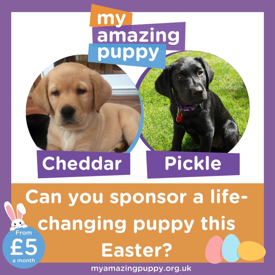 Sponsor a future life-changing assistance dog from as little as £5 a month! Find out more at myamazingpuppy.org.uk