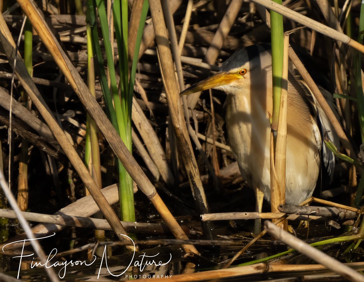 Waiting to pounce. Little bittern arrives now from south of the Sahara to breed in wetlands. With so much habitat destruction and drought, how much longer for? @FinlaysonGib @GibGerry @_BTO @Natures_Voice @audubonsociety @BBCEarth #climatechange @RamsarConv @WetlandsInt @wetlands