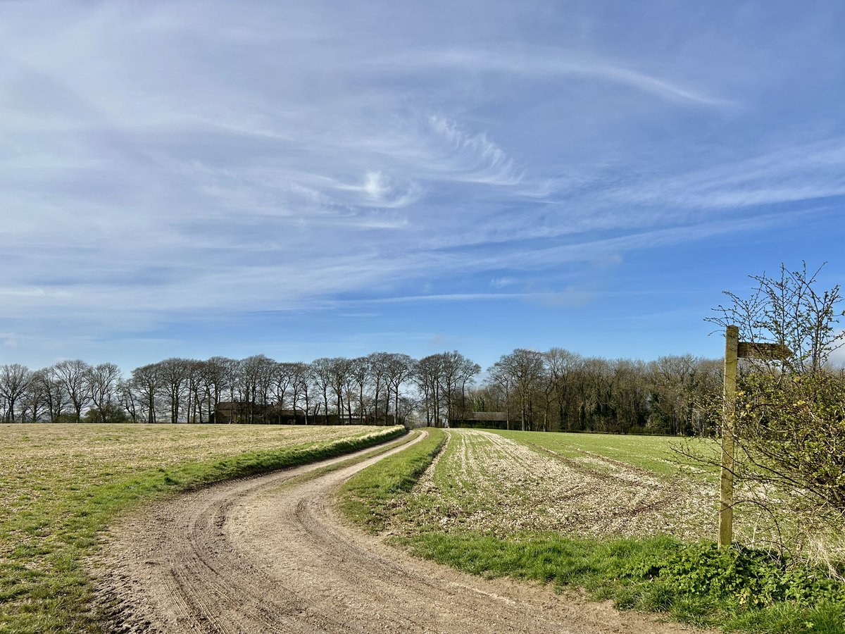 Winding Tracks. 12°C and pleasant sunshine. Bullfinches in the woods.