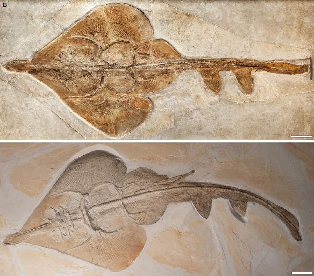 🔓 #flatfishfriday• Rostral and Body Shape Analyses reveal Cryptic Diversity of Late Jurassic batomorphs (Chondrichthyes: #Elasmobranchii) from Europe
 novataxa.blogspot.com/2024/03/aellop…

J. Türtscher, P. L. Jambura, et al. 2024.  Papers in #Palaeontology. 
DOI: doi.org/10.1002/spp2.1…