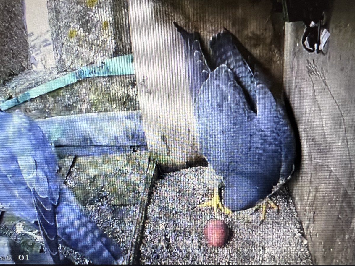 Evesham Bell Tower. 30 March 2024 first egg screengrab, a full 7 days before 2023 first egg date.