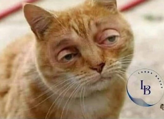 Han tu phir kon kon twitter par hai ar kon kon kal raat k baad chor kr ja rha hai? 😁😁
