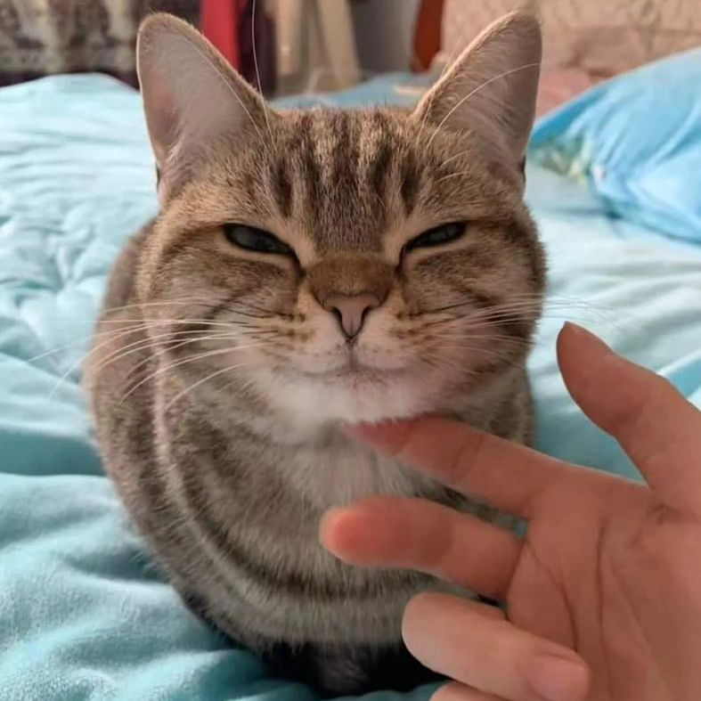 PunchingCat's tweet photo. https://t.co/fFFusoh15G