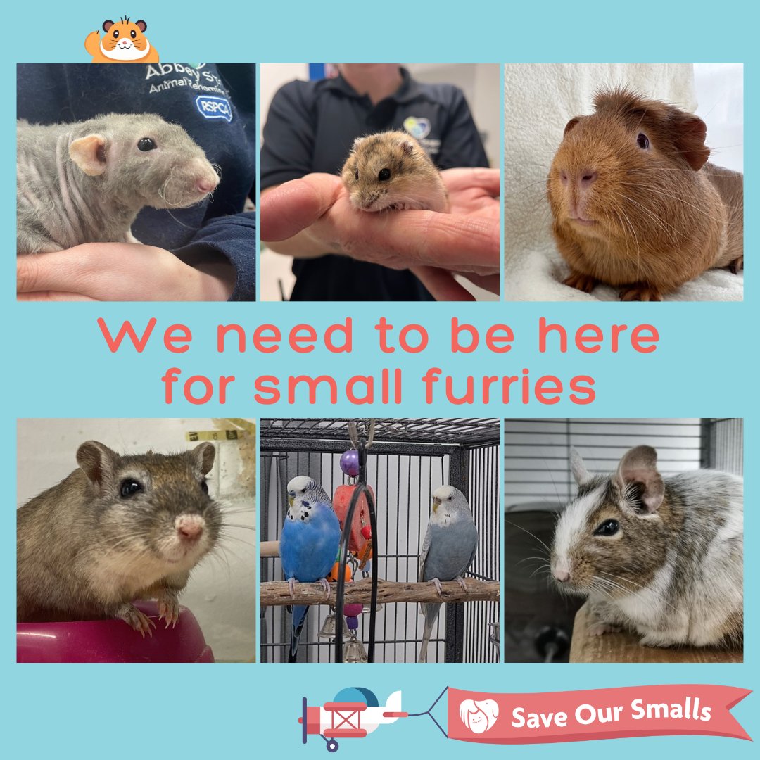 🐹If you have supported our fundraiser by making a donation, spreading the word, sharing our campaign on social media, or in any other way, THANK YOU! 💙 There's still time to help us get one step closer to our target. Just head to crowdfunder.co.uk/p/saveoursmalls to get involved.