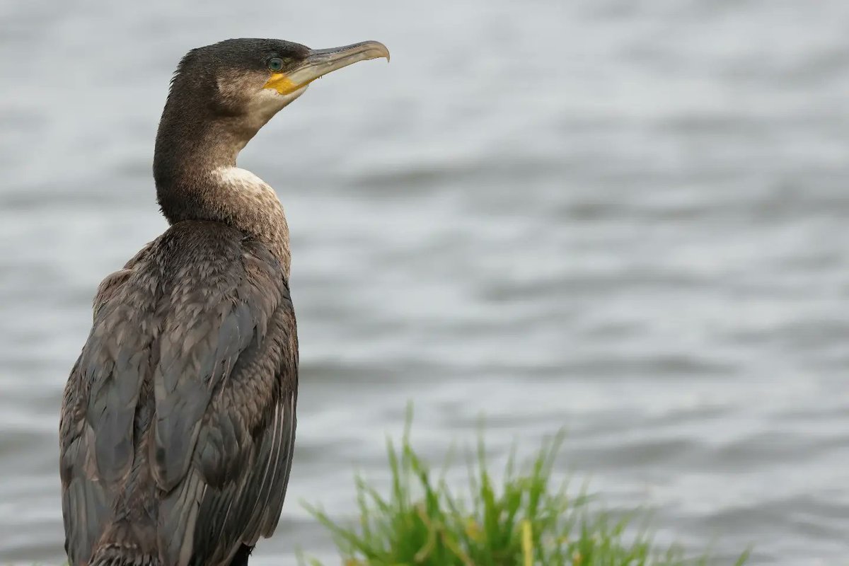 A Very Obliging Cormorant #ashpitponds #mylocalpatch