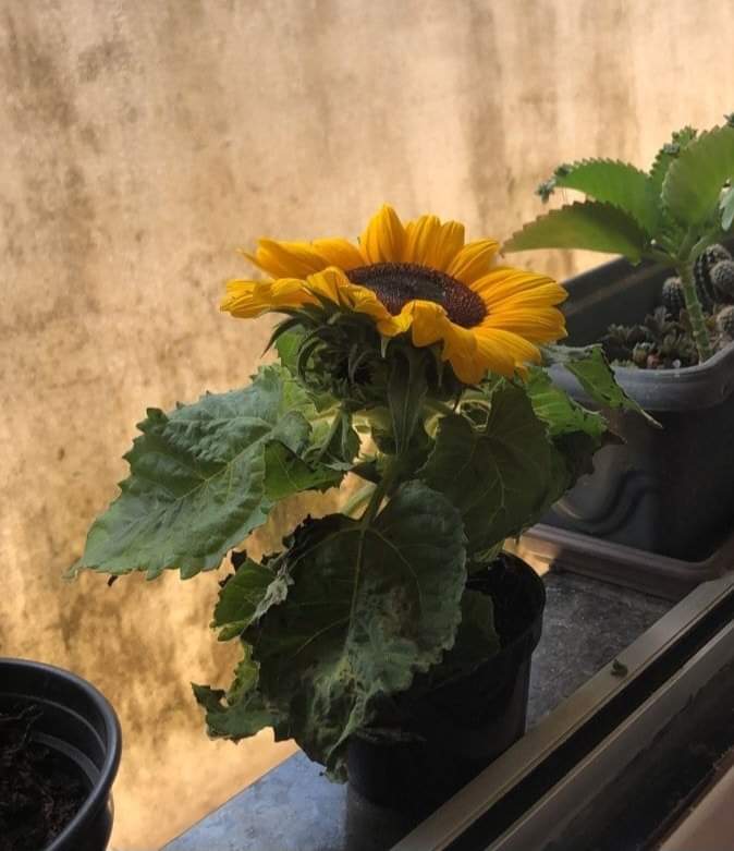 sunflow23002724's tweet photo. โลกยังหมุนอยู่ตลอด ใครจะอยู่ใครจะไป เราก็ยังต้องใช้ชีวิตต่อไปอยู่ดี.🌻🍃 https://t.co/swVSpReISD