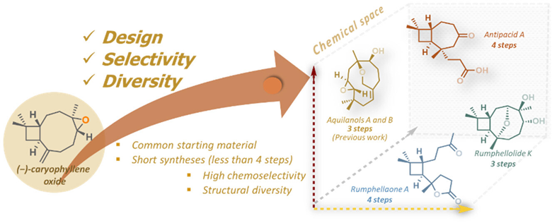 JOC_OL's tweet photo. Chiral pool terpenes as a starting point for diversification. The synthesis of rumphellolide K, ramphellaone A, and antipacid A is presented, all originated from (−)-caryophyllene oxide in less than 4 steps! Check it out in #OrgLett by @CIStathakis_Lab https://t.co/1sUdijyyaR https://t.co/5fV3jd9RMh