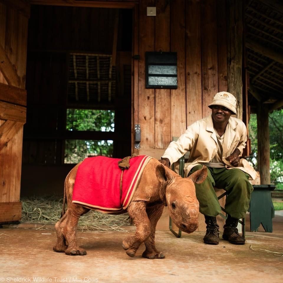 SheldrickTrust tweet picture