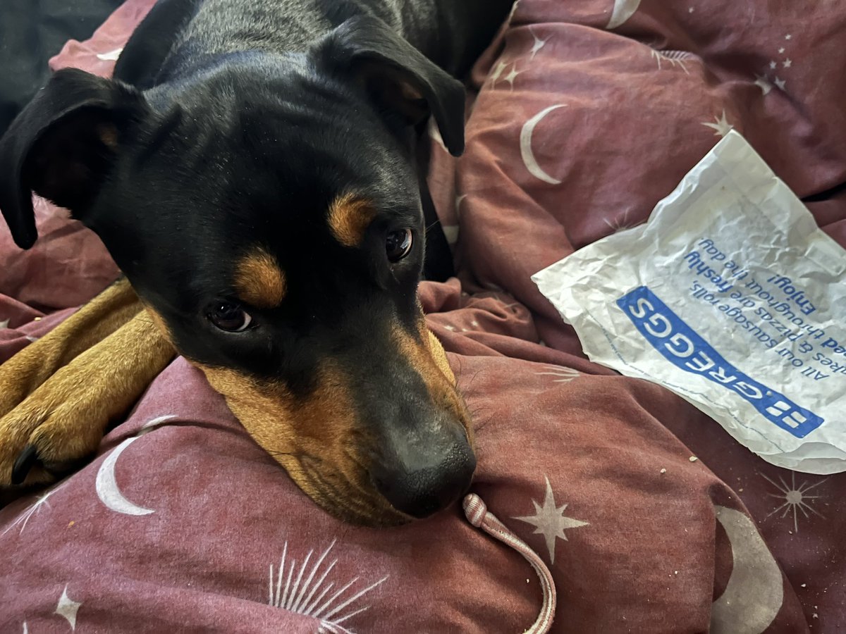 Dani_HeadCase's tweet photo. Having a super lazy morning with the Moose, needless to say a @GreggsOfficial was in order.

I even ordered an extra sausage specifically for her. I mean… how could you say no to that face. https://t.co/x52TyFbWti