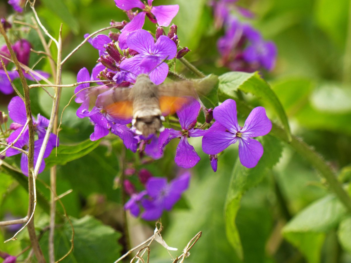 Hummingbird Hawkmoth on Honesty flowers in our garden just now! Very early in the year, and remarkable for Glos. There's been a scatter of sightings in the far south. Apols for poor photo, it was frenetic and claimed a pressing engagement elsewhere...