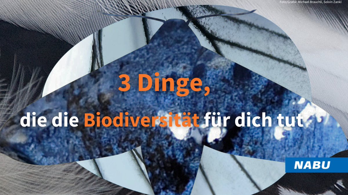 🍲Sie versorgt,
👩‍⚕️die heilt,
🔥sie hilft im Kampf gegen die Klimakrise.
Dennoch schützen wir die Vielfalt, die unser System stabil hält, nicht genug.
Was du dagegen tun kannst? ➡️nabu.de/naturkrise
#biodiversitaet #vielfalt #naturkrise #weilnaturzuhauseist