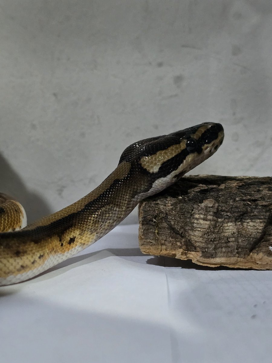 Snake warning

The cutest. Kinako Mochi