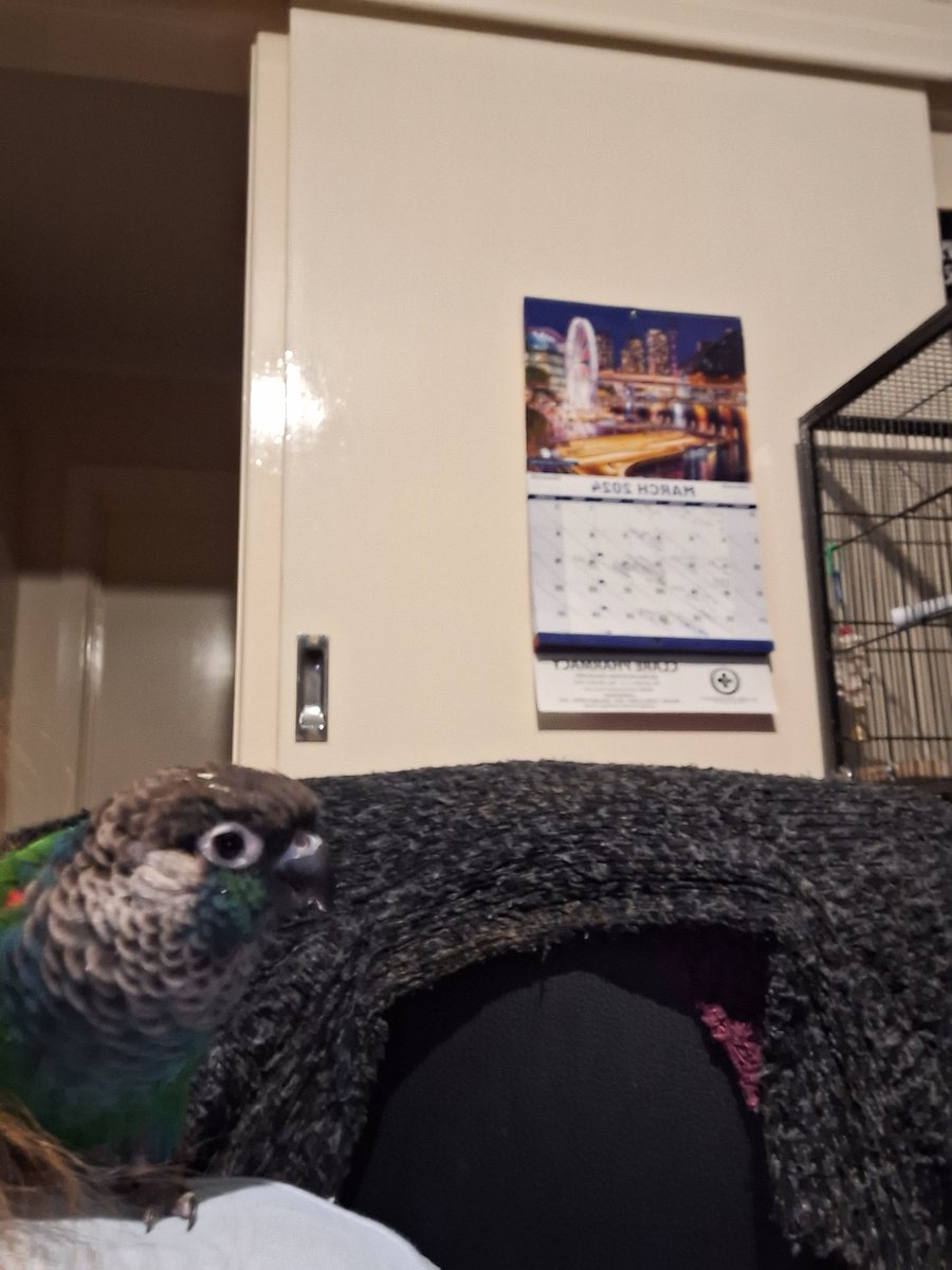bunny Ash is in bed, now it's parrot time with Maxi 🦜🦜