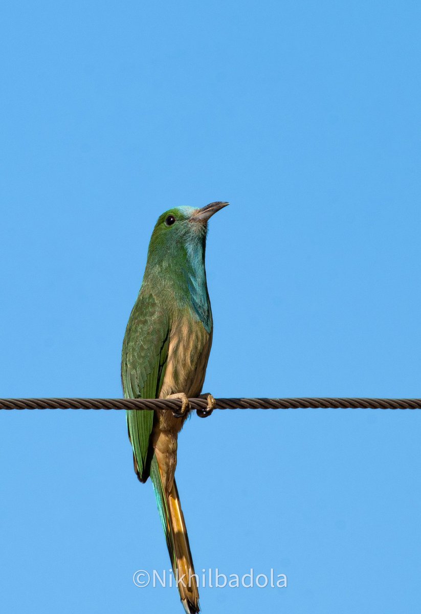 Hey you! You tiny hooman you seen my bees?

In pic :Blue-bearded bee-eater

#birdphotography #birdoftwitter #beeeater #naturephotography #wildlife #wildlifeofindia #bird #nature #shotoncanon1500d  #shotoftheday  #stormhour  #natgeowild  #animalplanet #discoverearth #incredible