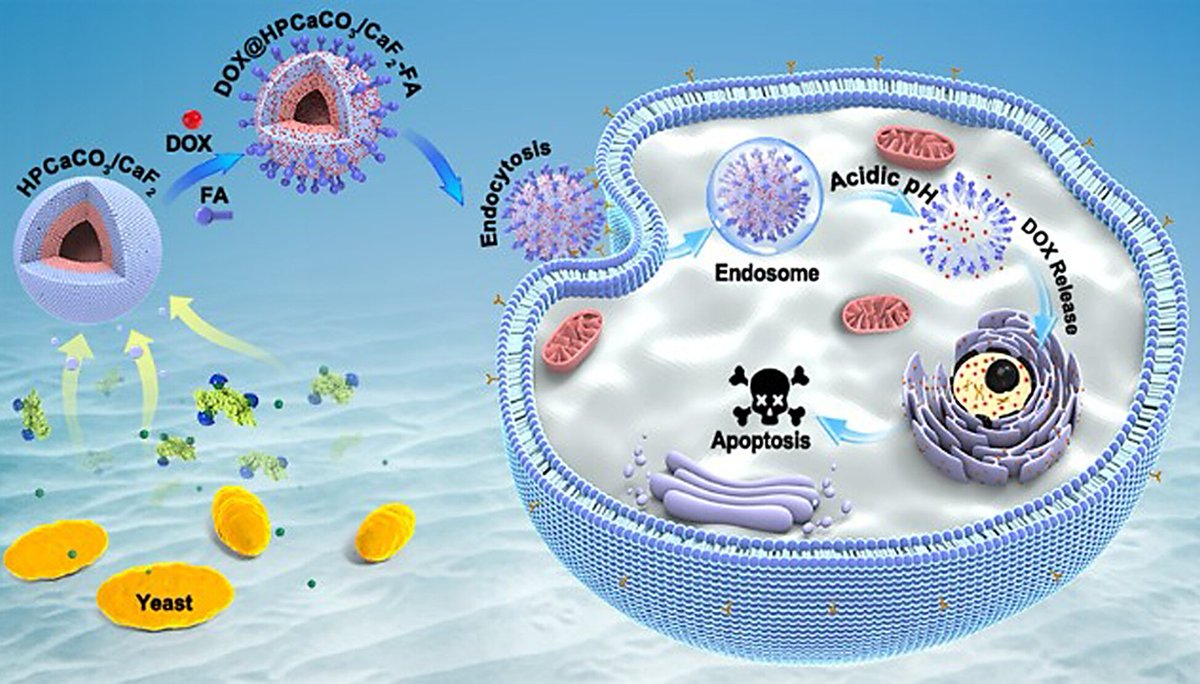 Yeast-Controlled Double-Shelled CaCO3/CaF2 Hollow Nanospheres with Hierarchically Porous for Sustained pH-Sensitive Drug Release @Wiley_Chemistry @WileyEngineer @photocatnews @isciverse @Innov_Materials @DrugDeliveryNow doi.org/10.1002/cjoc.2…