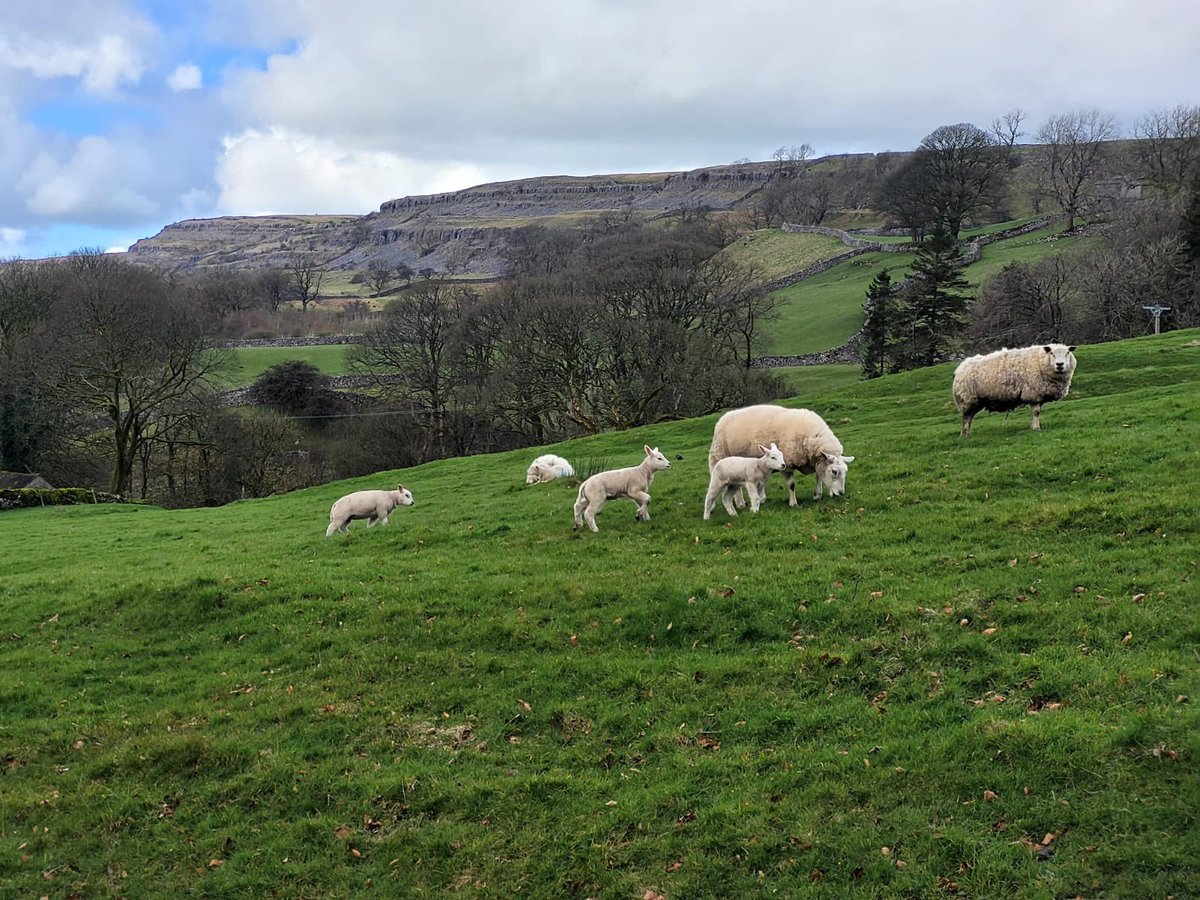 Sun on a bank holiday weekend☀️👏🙌Beautiful Easter Saturday circular walk from Chapel-le-Dale @yorkshire_dales A stunning part of the world - really did feel that Spring had arrived🐑 🌼☀️