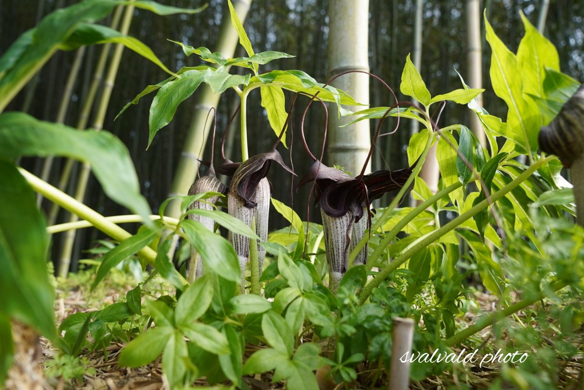 ウラシマソウが咲いています。ウラシマソウは見た目が毒々しくて、きれいではありません。しかしユニークな姿から園芸植物としては人気があります。毎年咲き続けて欲しいです。
#wildflower #春