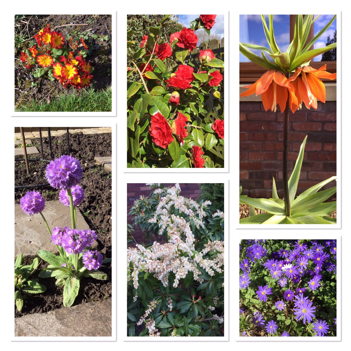 In the garden today #gardening #GardenersWorld #GardeningTwitter #SixonSaturday