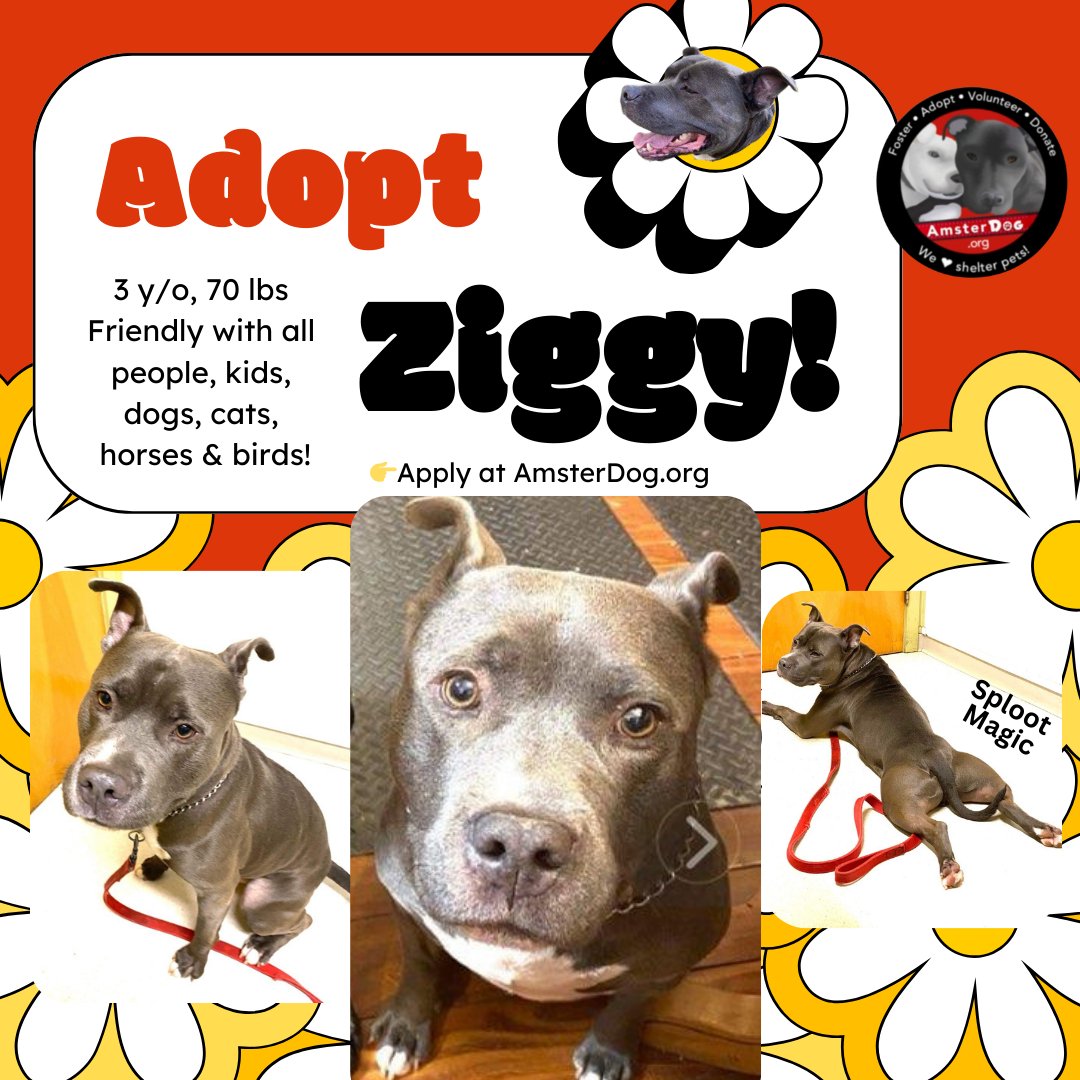 Grrreat Dog Ziggy 👀 3 y/o, 70 lbs - gets along with all species! Easy-going, simple boy who is all about the LOVE! ❤️ Crate-trained, house-trained, well-mannered & HANDSOME 😍 Adopt Ziggy! Located in CT 📞 917-689-8414 👉Apply at AmsterDog.org #amsterdog