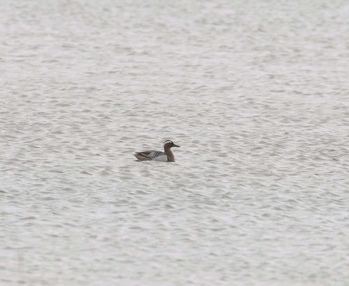 Drake Garganey on the East Flood at Oare Marshes